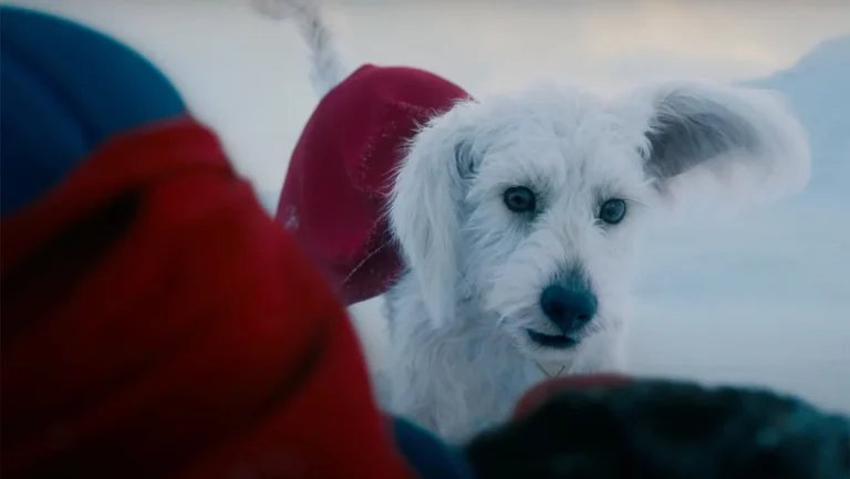 Krypto é garoto propaganda em campanha de adoção